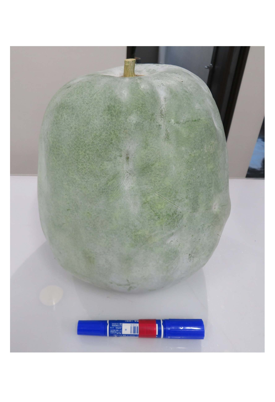 かもうり(冬瓜)いただきました