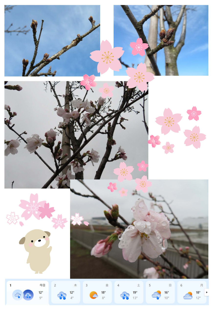 開花宣言(自社独自)