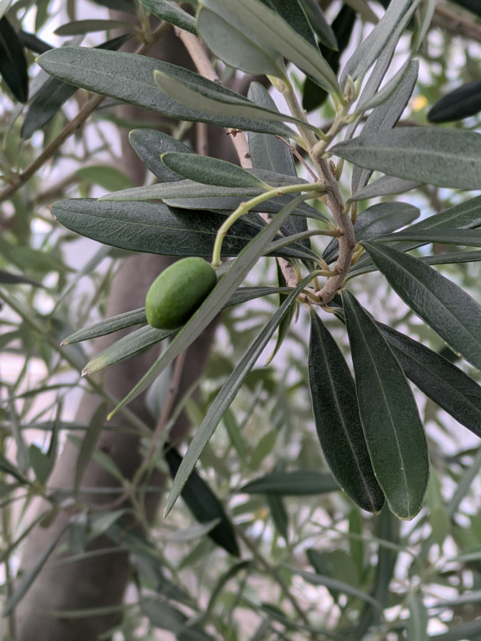 オリーブの実、発見!!