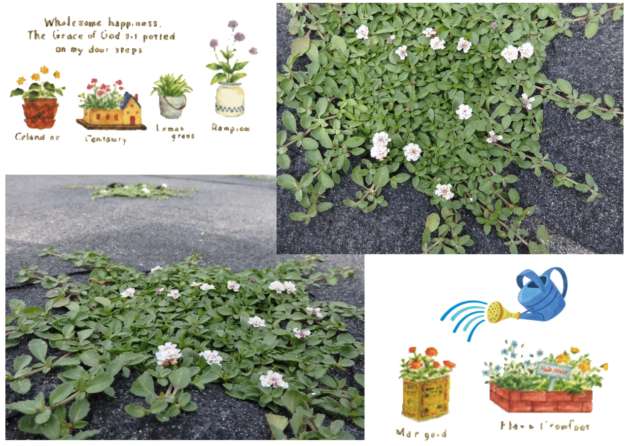 クラピアの花が咲いています