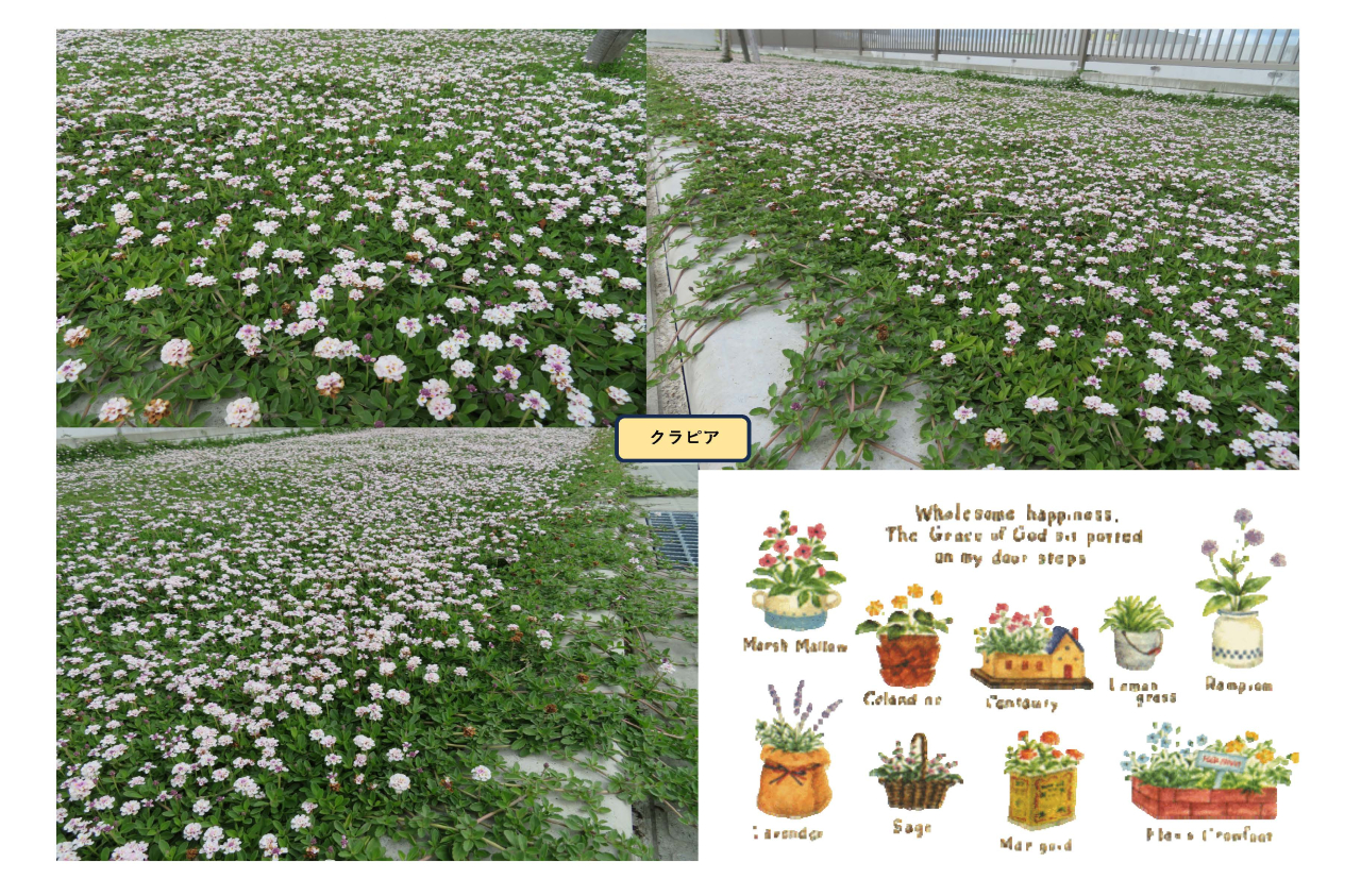 クラピアが満開です